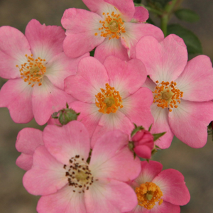 Розы Интернет-Магазин - Парковая кустовая роза  - розовая - Poзa Абруд - роза с тонким запахом - Марк Гергей - 0